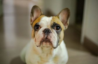 Do Dogs Have Eyebrows? Does It Vary by Breed?