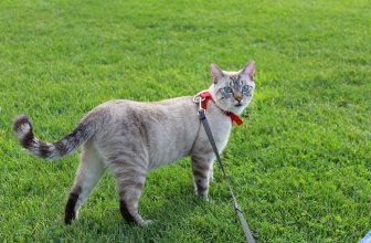10 Great Tips on How to Train a Siamese Cat 