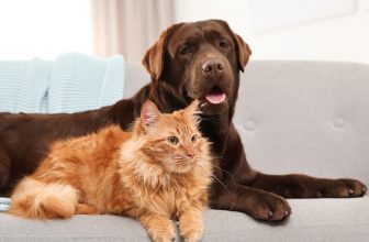 Are There More Cats or Dogs Worldwide?