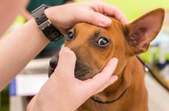 Do Dogs Have Eyelashes? Does It Vary by Breed?