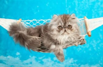 9 Amazing DIY No-Sew Cat Hammock Patterns and Plans You Can Make Today (With Pictures)
