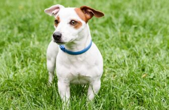 10 Best Flea Collars for Small Dogs in 2023: Reviews & Top Picks