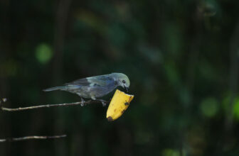 Could a Pet Bird Survive in the Wild? Vet Reviewed Facts & FAQ