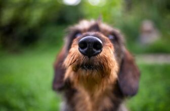 Are There Dogs That Can Dogs Detect Carbon Monoxide? What Science Says