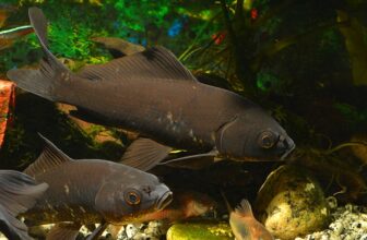 Black Koi Fish: Facts, Origin & History (With Pictures)