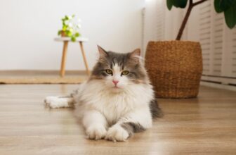 How Do Cats Show Submission? 6 Common Gestures