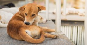 What Do Fleas Look Like on Dogs?