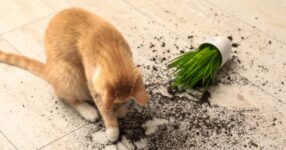 Why Do Cats Knock Things Over?