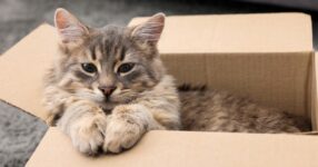 7 Easy DIY Cat Toys Your Kitty Will Love