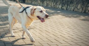 How Often Should You Walk Your Dog?