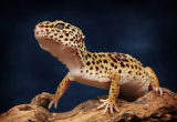How Often Should a Leopard Gecko Poop?