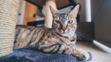 Do Cats Have Eyebrows? Does it Vary by Breed?
