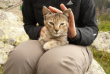 13 True Stories of Heroic Cats That Saved Their Owner’s Life