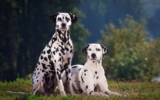 130+ Popular & Unique Dalmatian Names: Male and Female Name Ideas