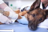 How Much Does Dog ACL Surgery Cost? (2022 Update)
